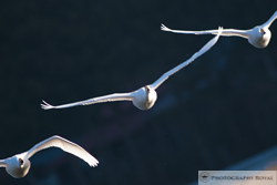 ミノルタ600ｍｍF4の作例